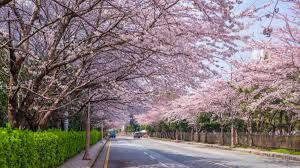 2025년 봄나들이 추천! 전국 가볼 만한 명소 Best 8