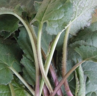 취나물 효능 부작용 칼로리 고르는법