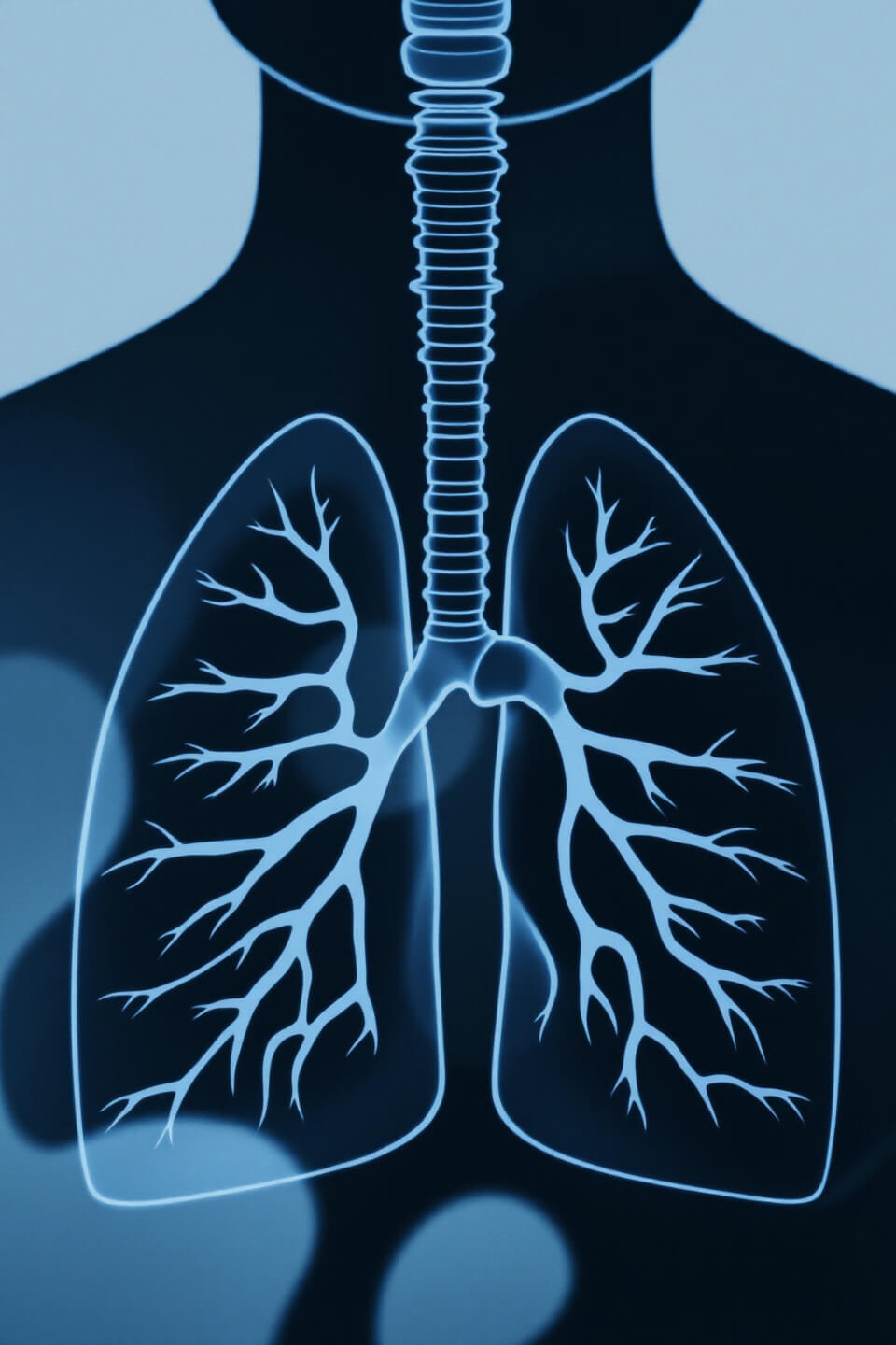 황기 사진입니다.