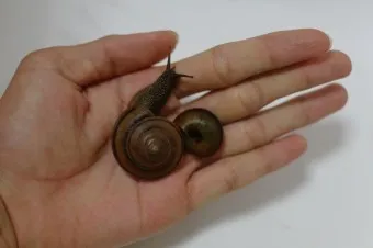 동양달팽이 가격 키우기 분양 수명 먹이 성격 종류_8