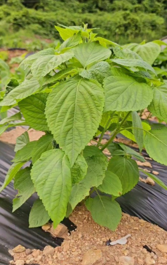 들깨 심는시기(파종시기, 심기방법, 재배방법, 수확하기) 깻잎키우기 총정리!