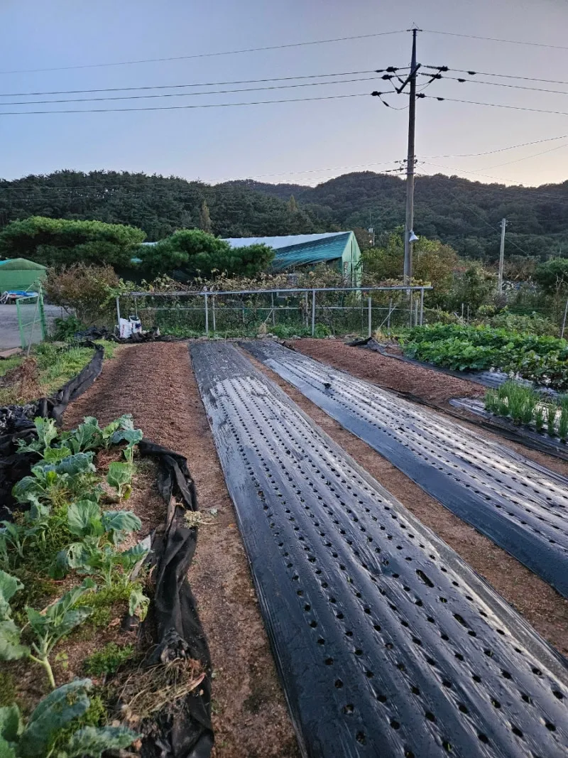 겨울초 파종시기 심는 시기 나물 요리법 농업 재배_6