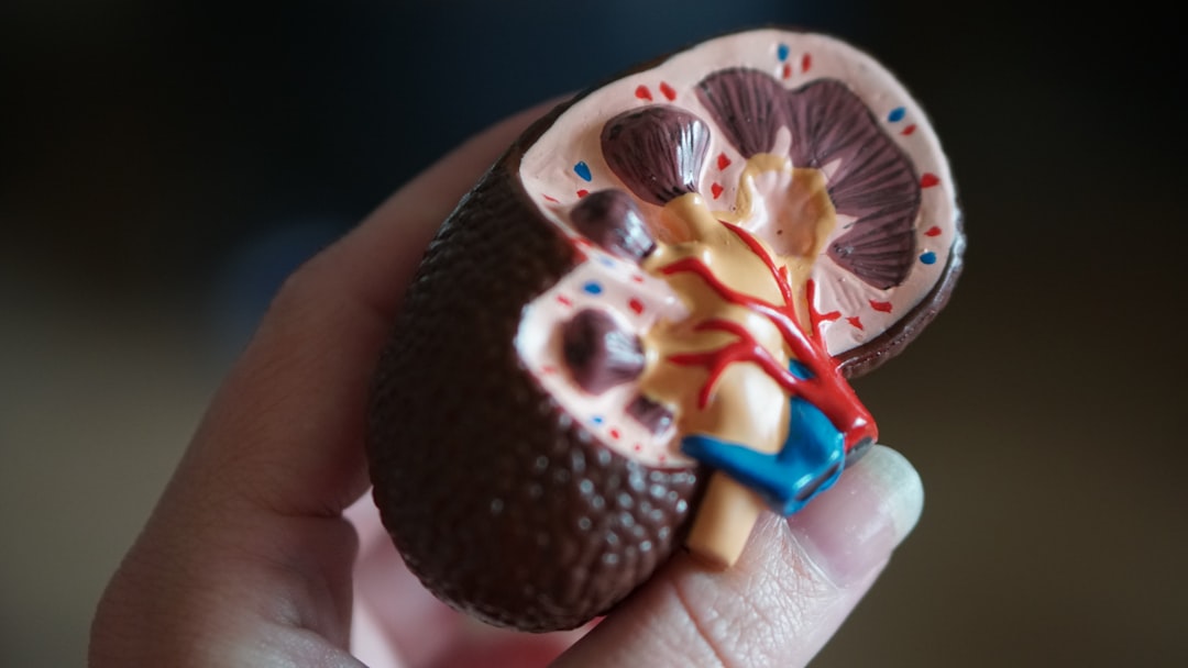 Kidney