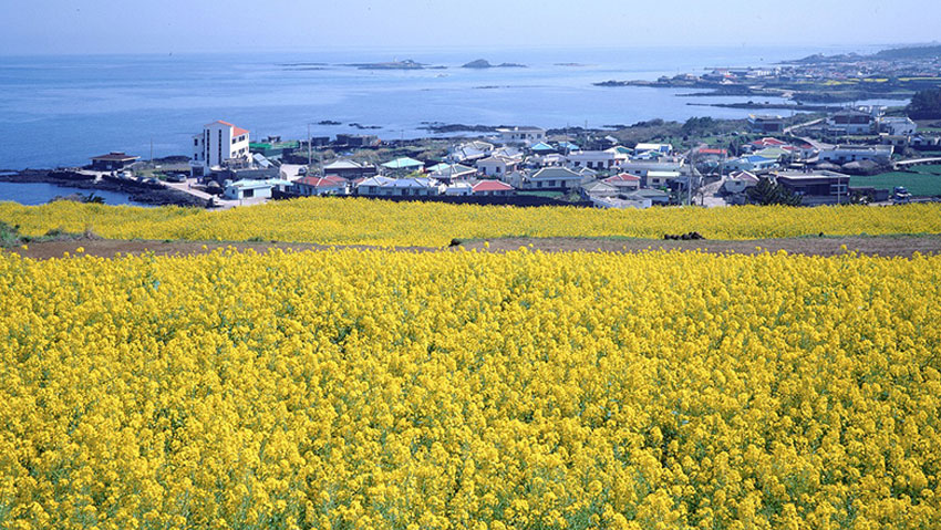 제주도