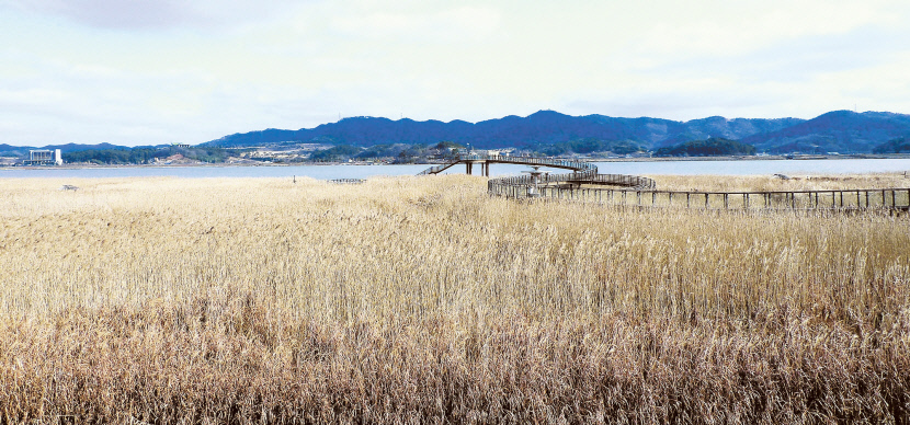 충남 서천 신성리 갈대밭