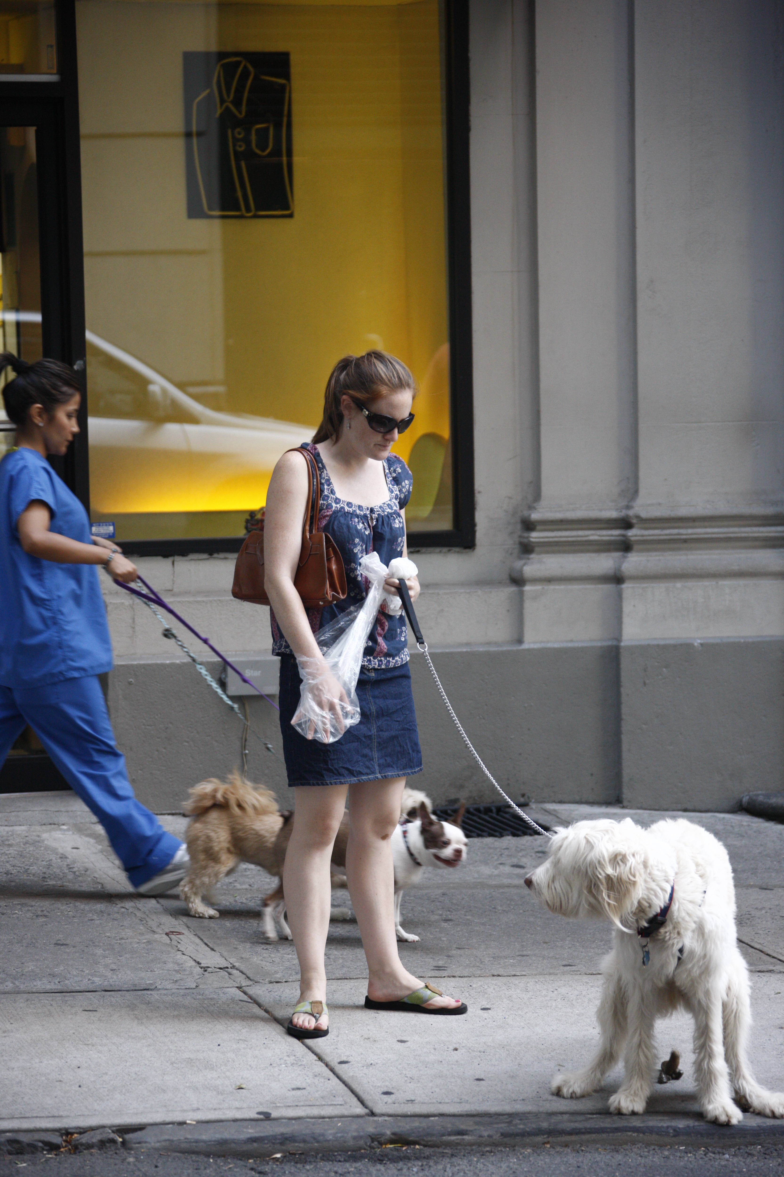 반려동물 돌보기 사진