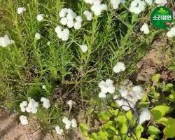 화이트캔디 꽃 이미지 사진