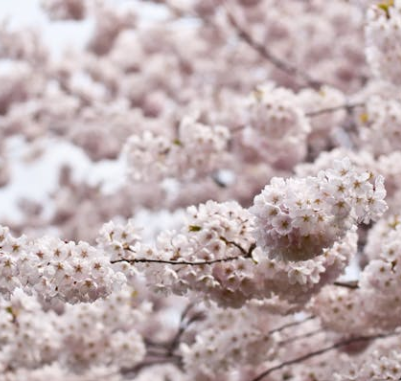 오사카 벚꽃 개화시기 2025