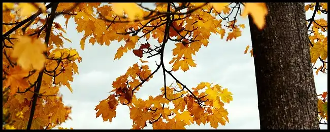 내장산 케이블카 예약방법, 요금, 주차장 정보 (+ 산행코스 )