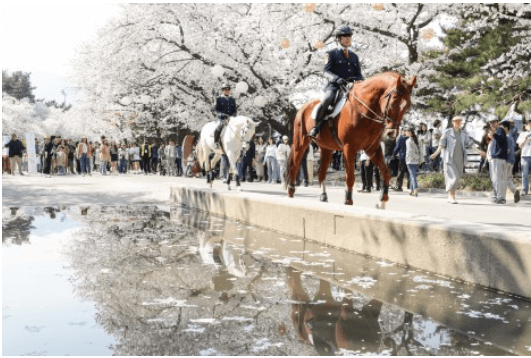 기마대 벚꽃축제-렛츠런파크 서울 출저