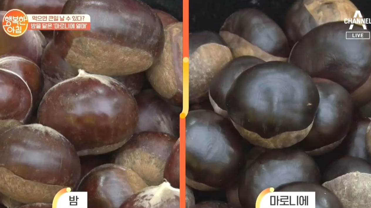 마로니에 열매 독성 성분 칠엽수 열매vs밤 구분법 효능 부작용 먹는법 3