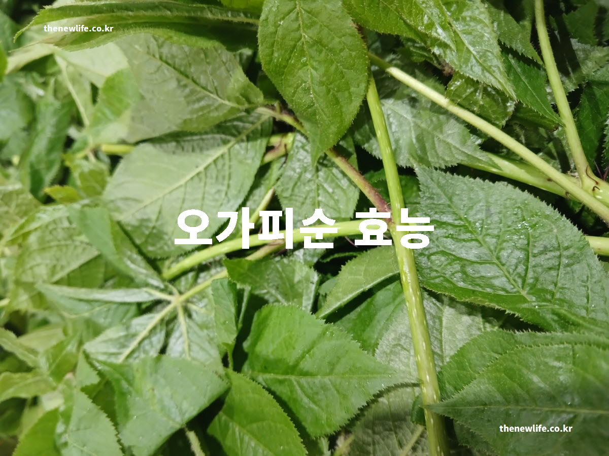 오가피순 효능 대표 실사진