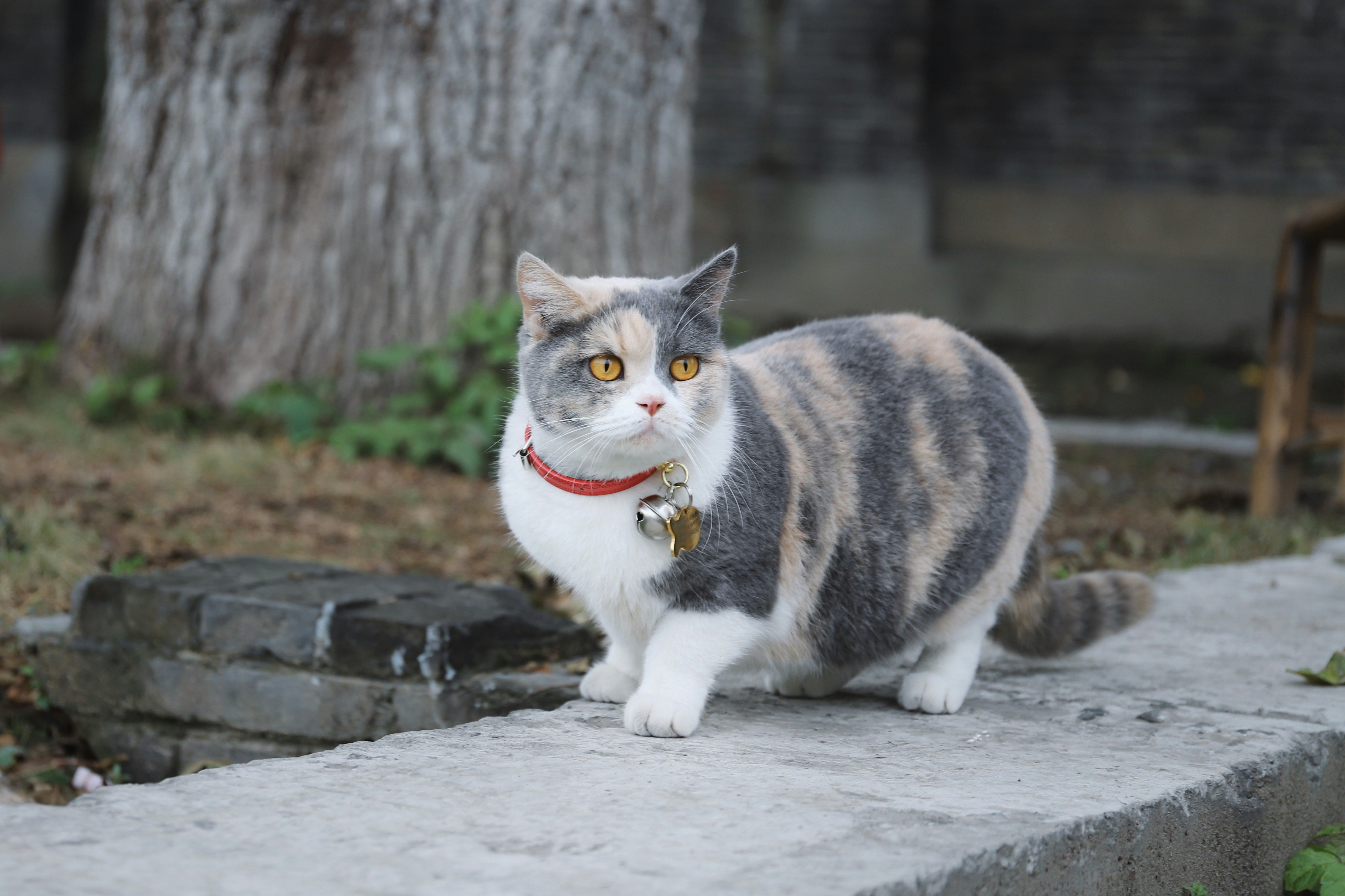 먼치킨 고양이 사진