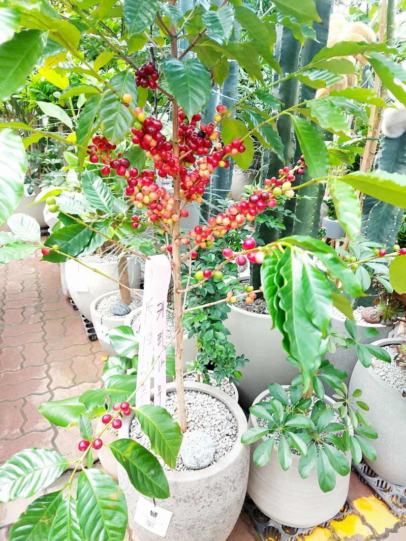 양재꽃시장 커피나무