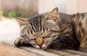 고양이가 잠든 얼굴을 하고 있다.