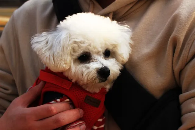 강아지 마운팅 이유 해결 방법_1