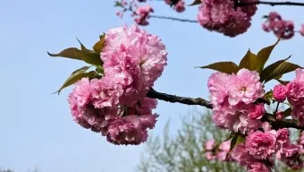 겹벚꽃 개화시기 숨겨진 명소_20