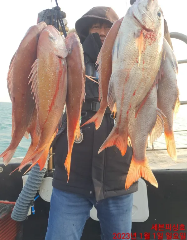 디낚 점주조황 인낚 부낚 어부지리 바다낚시_7