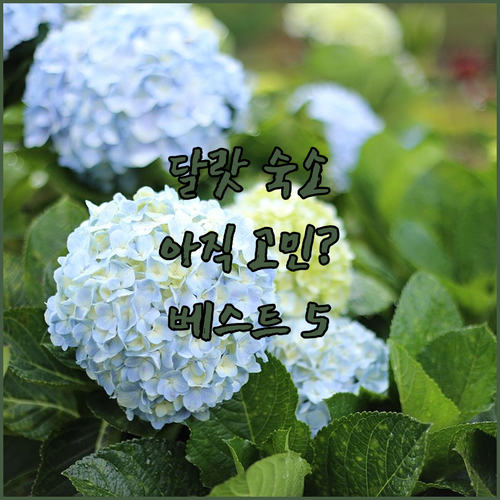 달랏 여행 숙소 아직도 고민 중이라면..