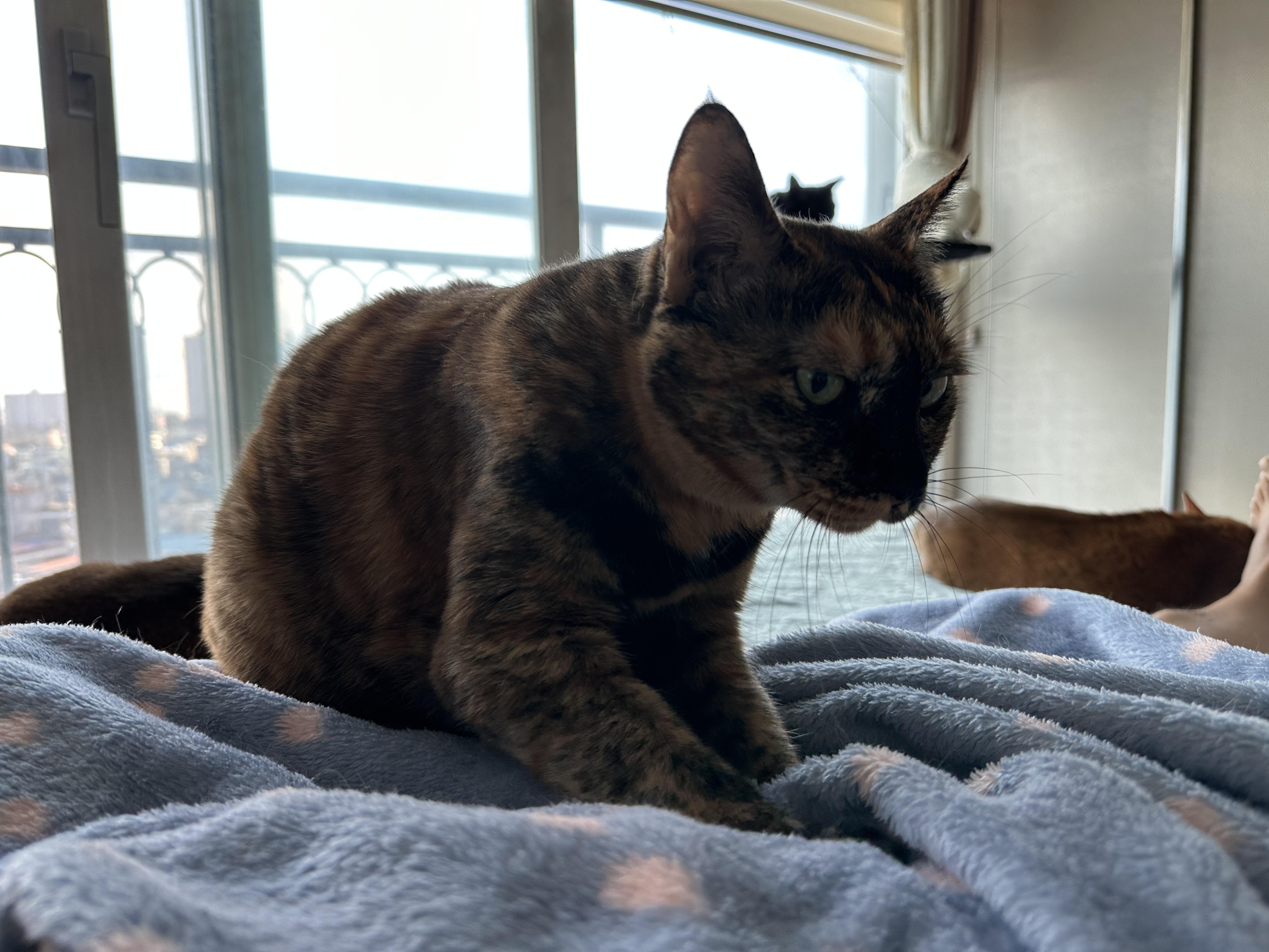 사랑이의 요즘 아침 루틴 (feat.집사 배에 꾹꾹이 하는 고양이)