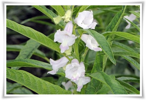텃밭 &quot;5월, 참깨 심으세요!&quot; 향긋한 꼬소함이 톡톡, 텃밭에서 직접 키우기!