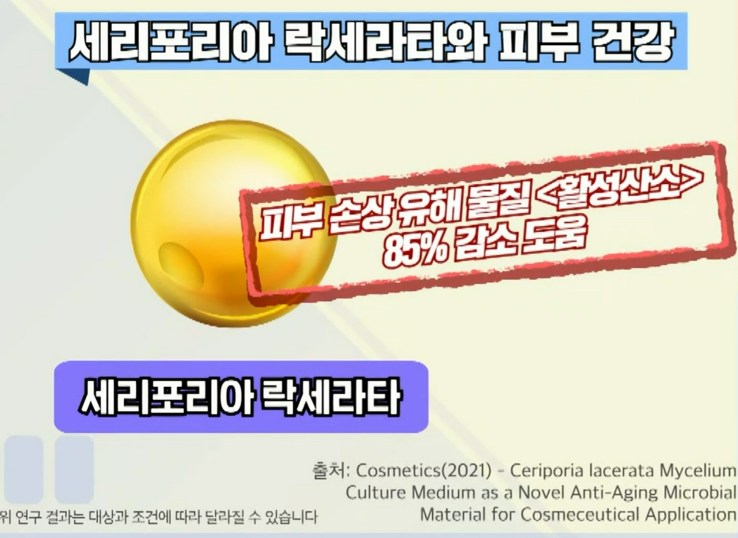 세리포리아 락세라타 효능