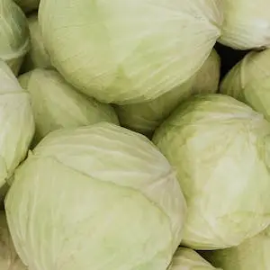 양배추-cabbage