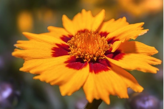 노란색 코스모스 닮은 금계국/금계화, 꽃말/키우기/활용법