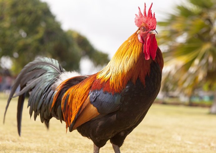 2023년 닭띠운세