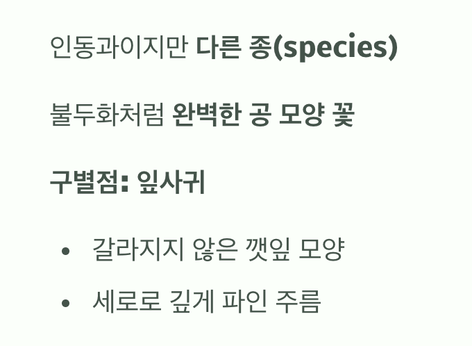 너무 닮아 헷갈리는 '설구화' (사촌 지간)