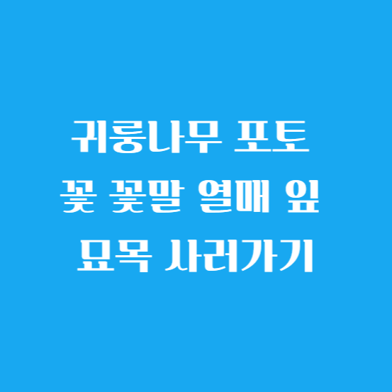 귀룽나무 포토 꽃 꽃말 열매 잎 묘목 사러가기