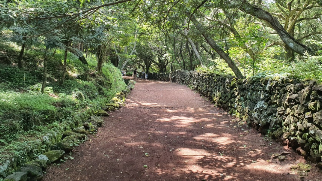 제주 비자림 숲길