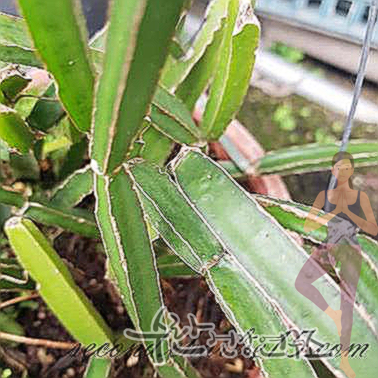 시서스 효능 부작용