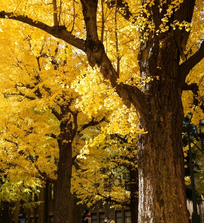 화담숲-모노레일