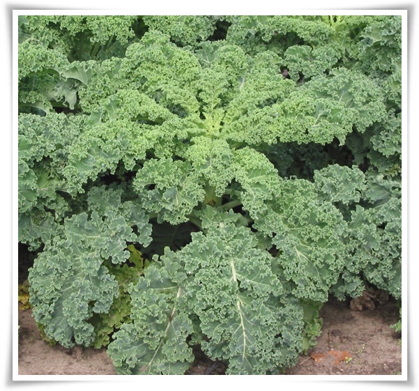 8월에 심기 좋은 텃밭 작물, 풍성한 수확을 위한 최고의 작물 추천