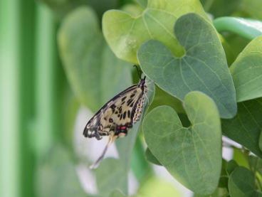 태화강 국가정원 봄꽃축제-Q&amp;A