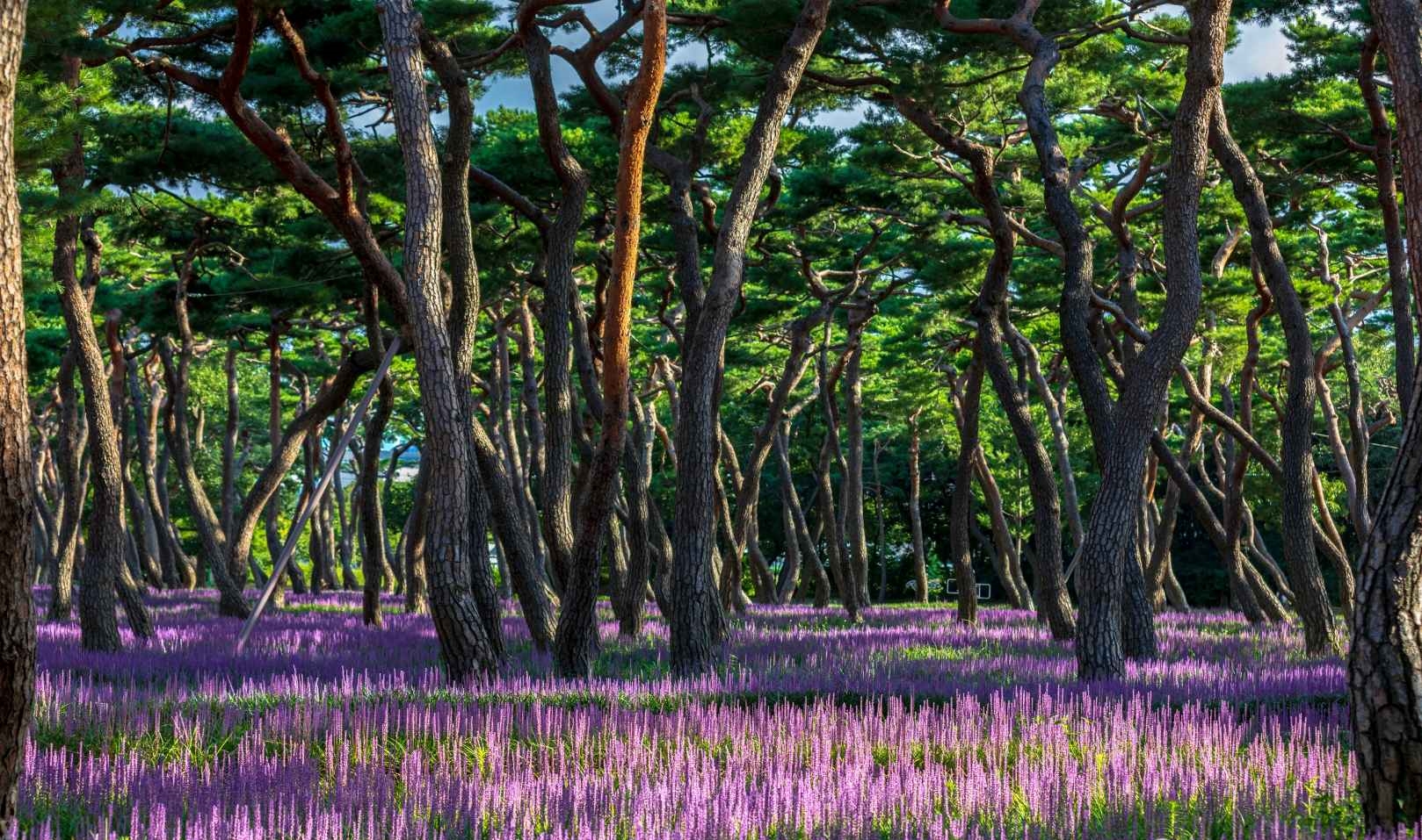 경주 황성공원 맥문동