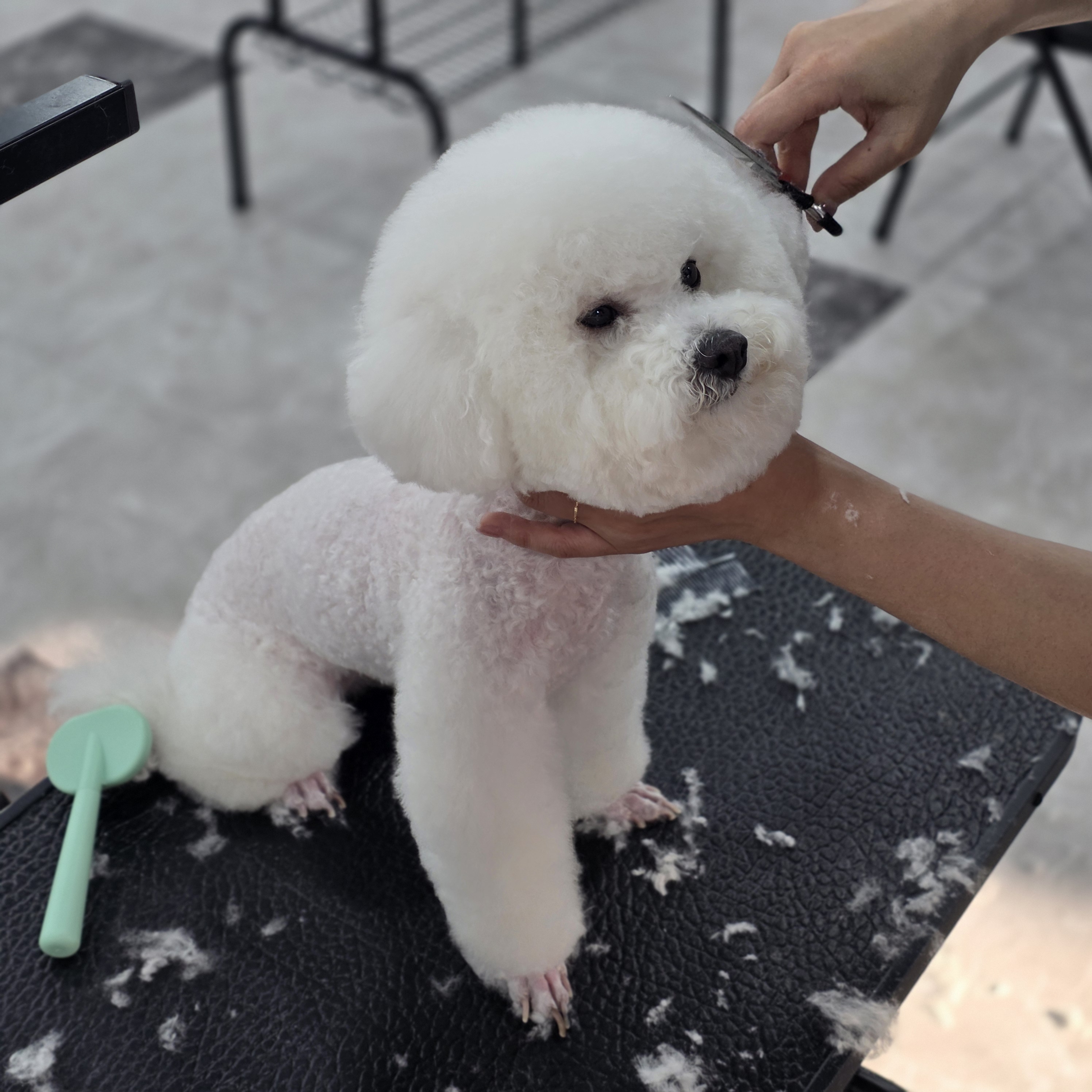 월계애견미용학원