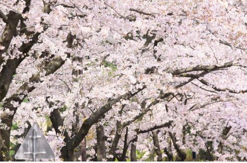 전남 화순 벚꽃