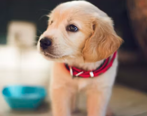 강아지대통령 창업에 대하여 알아보기