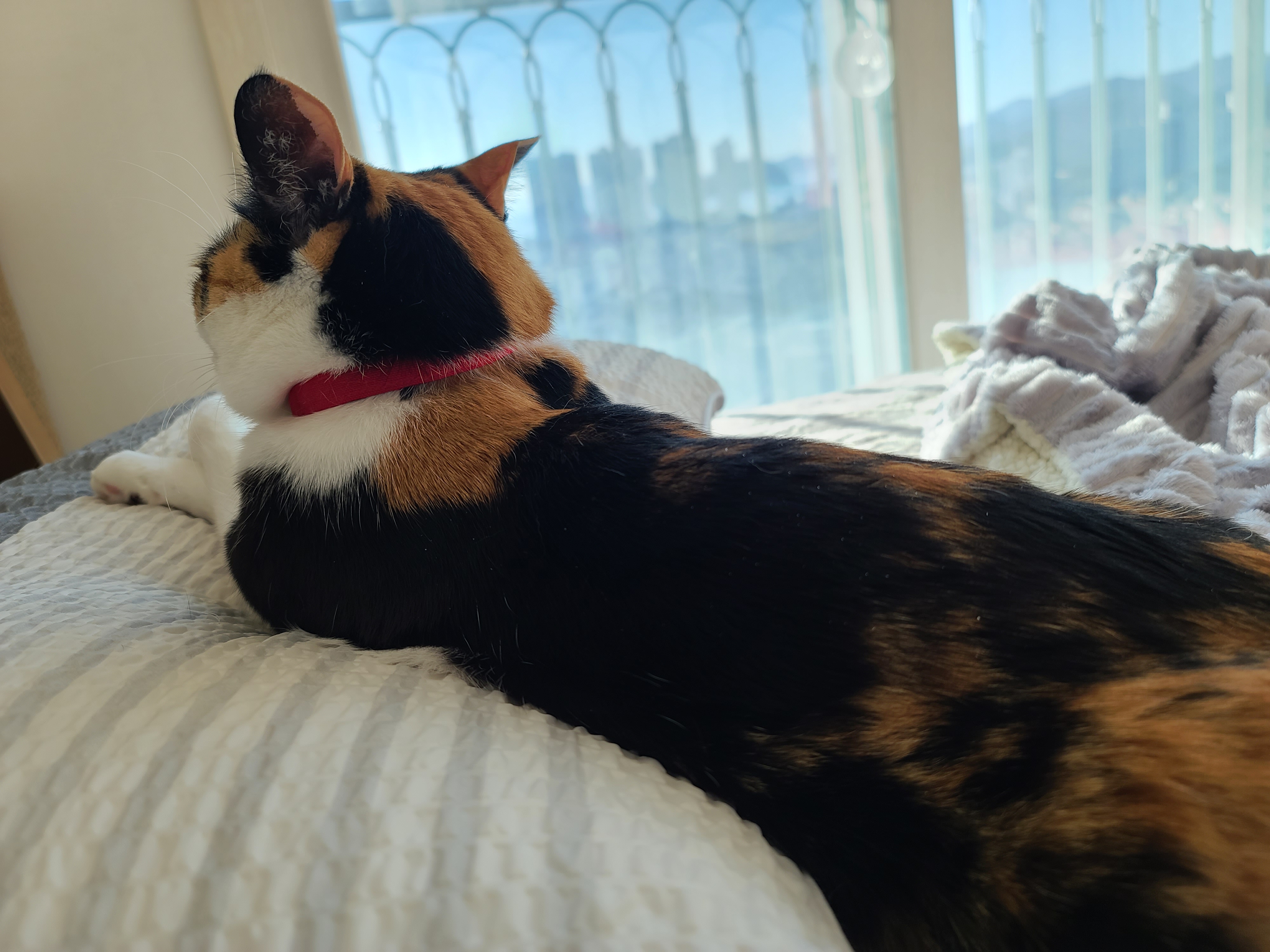 새해첫날고양이