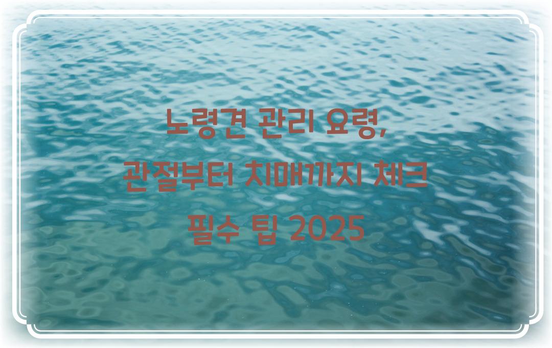 노령견 관리 요령, 관절부터 치매까지 체크!
