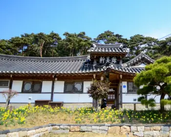 서산 유기방 가옥 수선화 축제_3