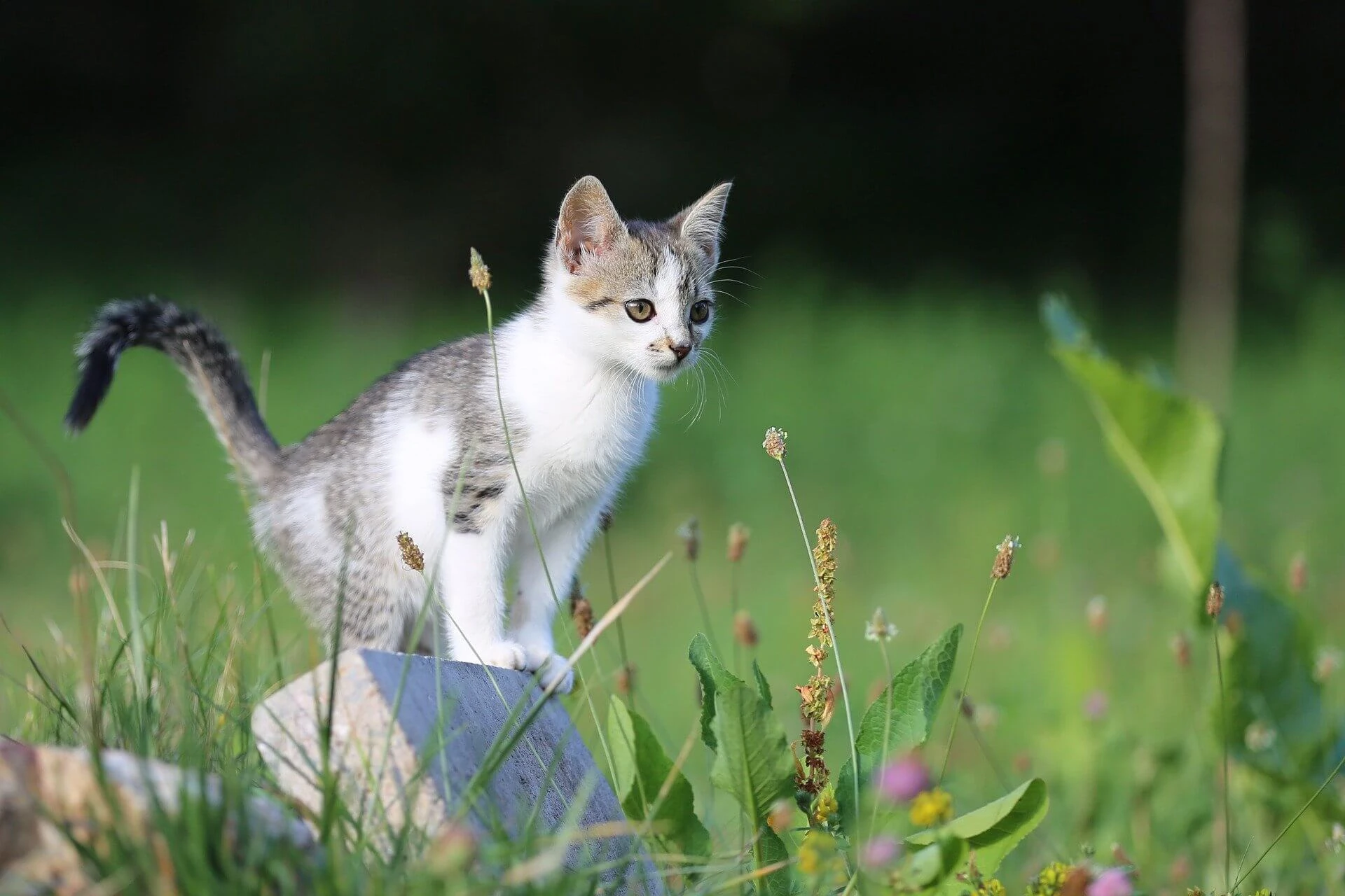 감각 과잉 시대의 뇌 가소성과 주의 자극 역치 변화