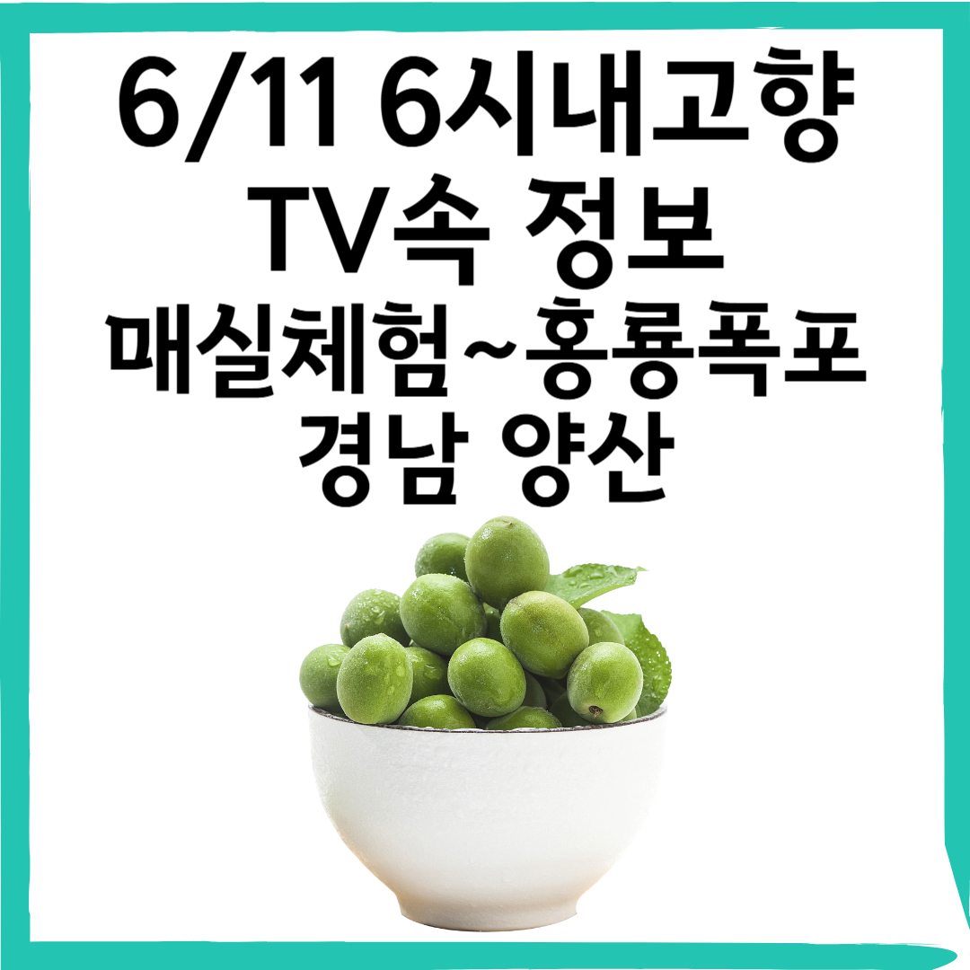 6/11 6시내고향 매실 체험부터 홍룡폭포까지, 경남 양산 당일치기 코스 총정리!