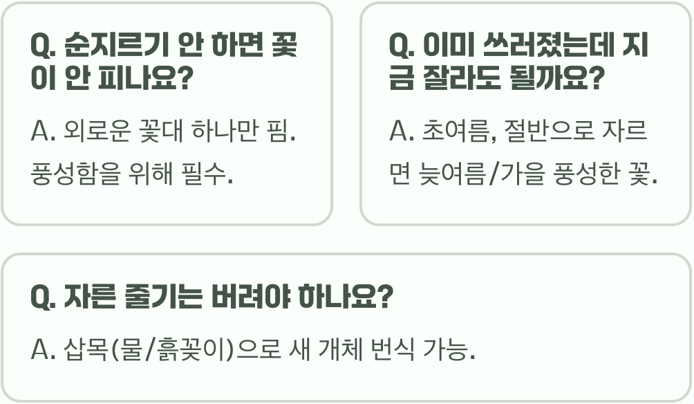솔체꽃 쓰러짐 방지, '순지르기' 하나로 해결!