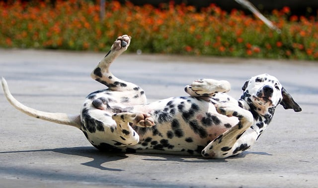 달마시안(dalmatian)