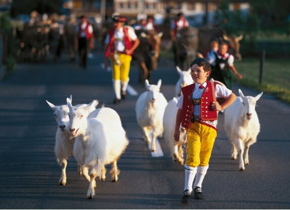 Cattle Descent_Urnaesch_in Swiss