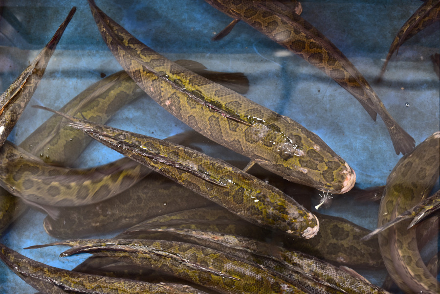 야생에서 채취를 한 가물치들을 식당 내의 수조 안에 넣어 두었고, 그 곳에서 가물치들이 평화롭게 무리지어 있는 것을 위에서 찍은 사진