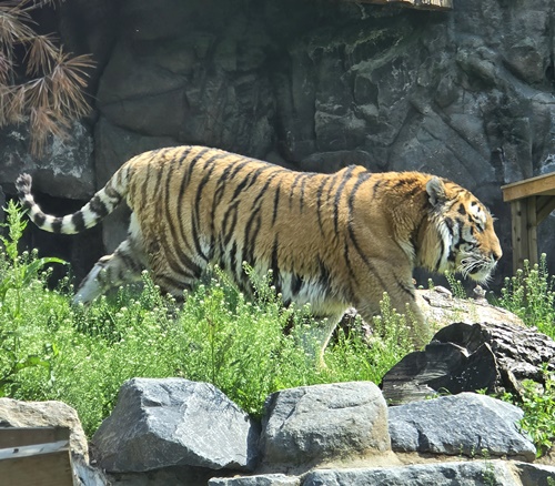 과천서울대공원동물원호랑이